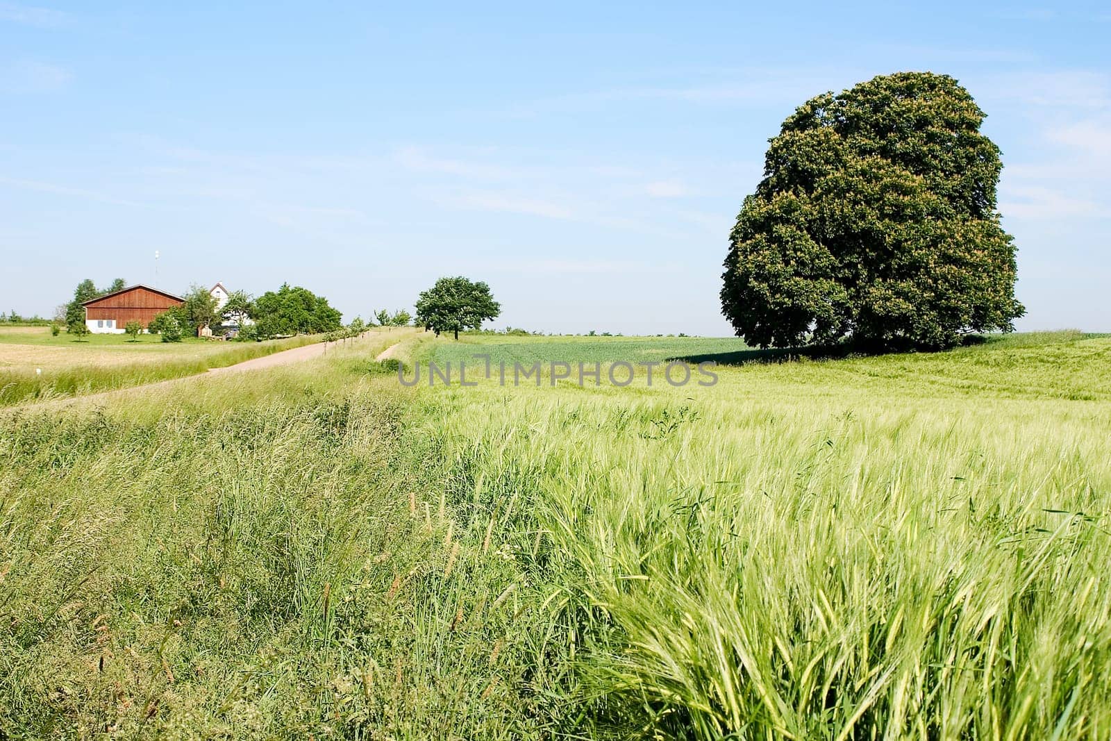 Chestnut in field 04