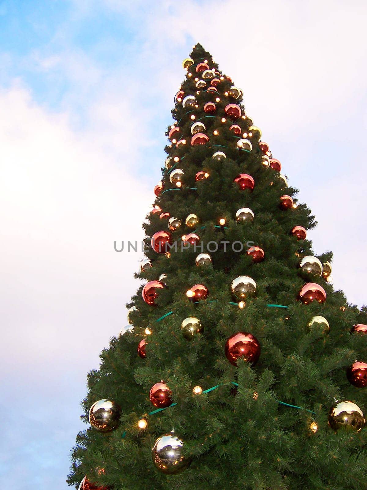 Christmas tree traditional without isolated without background