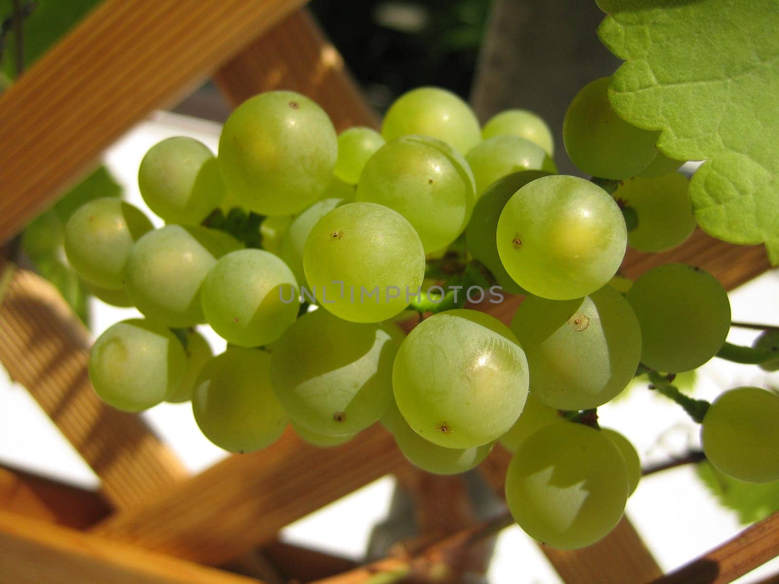 Balcony grapes2