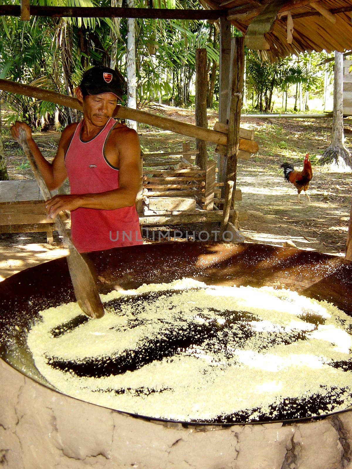 Preparation of tapioca flour from grated cassava,Amazon region,Brazil