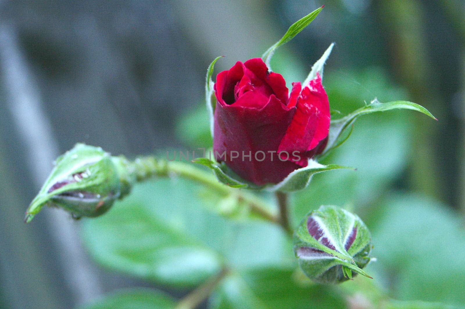 Valentine's Rose
