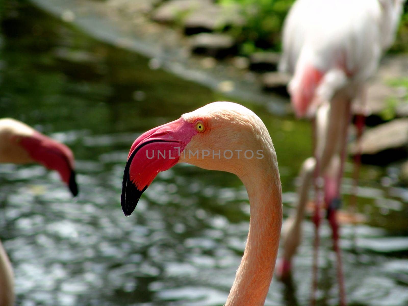 Los Flamingos