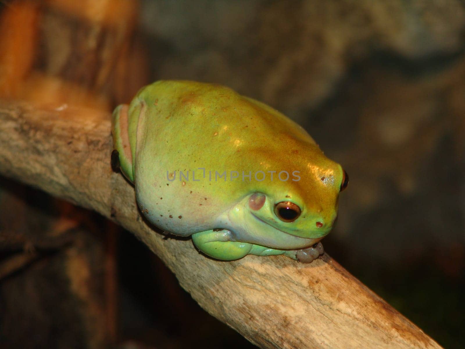 Frogger