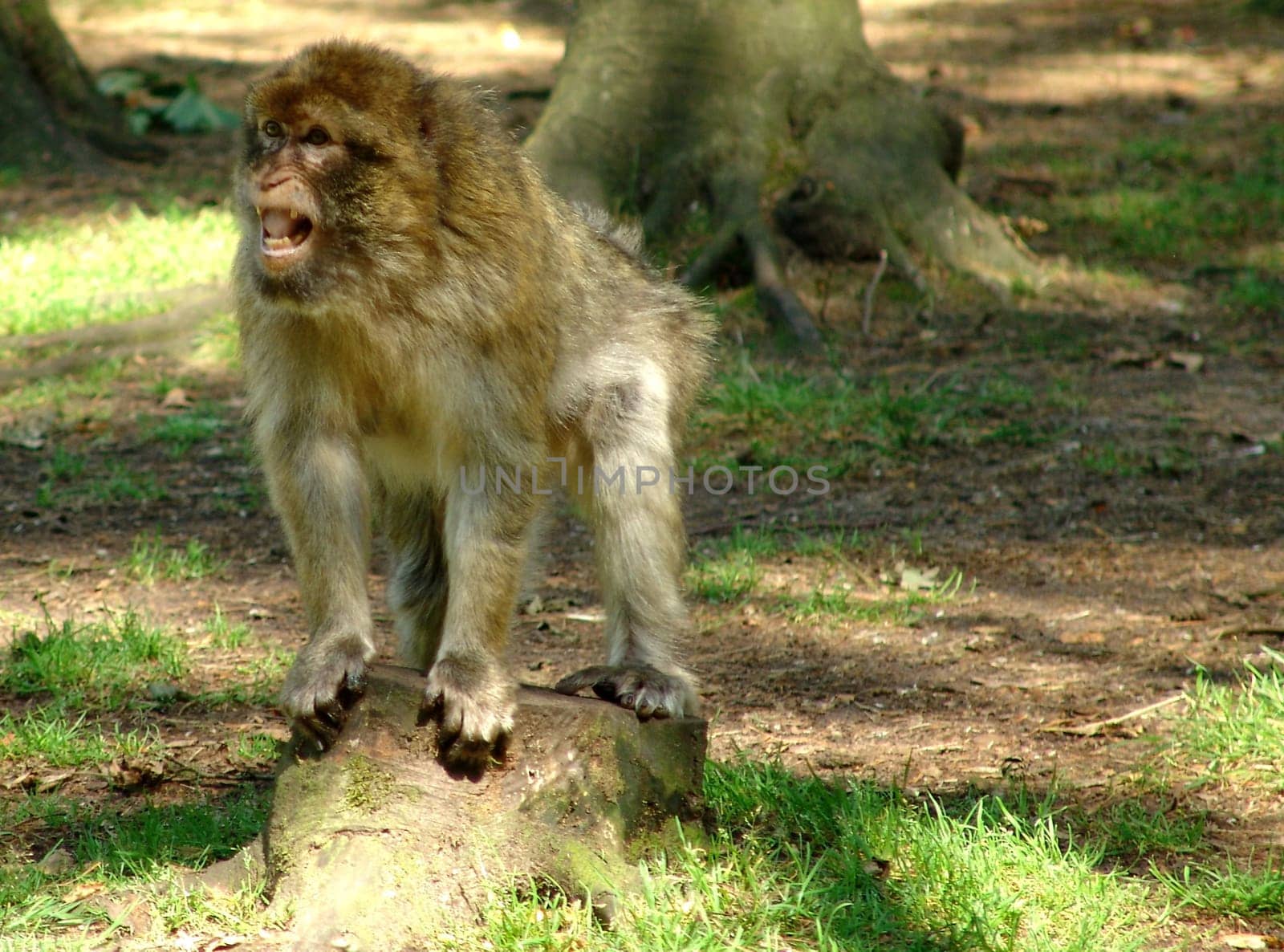 Roar Monkey