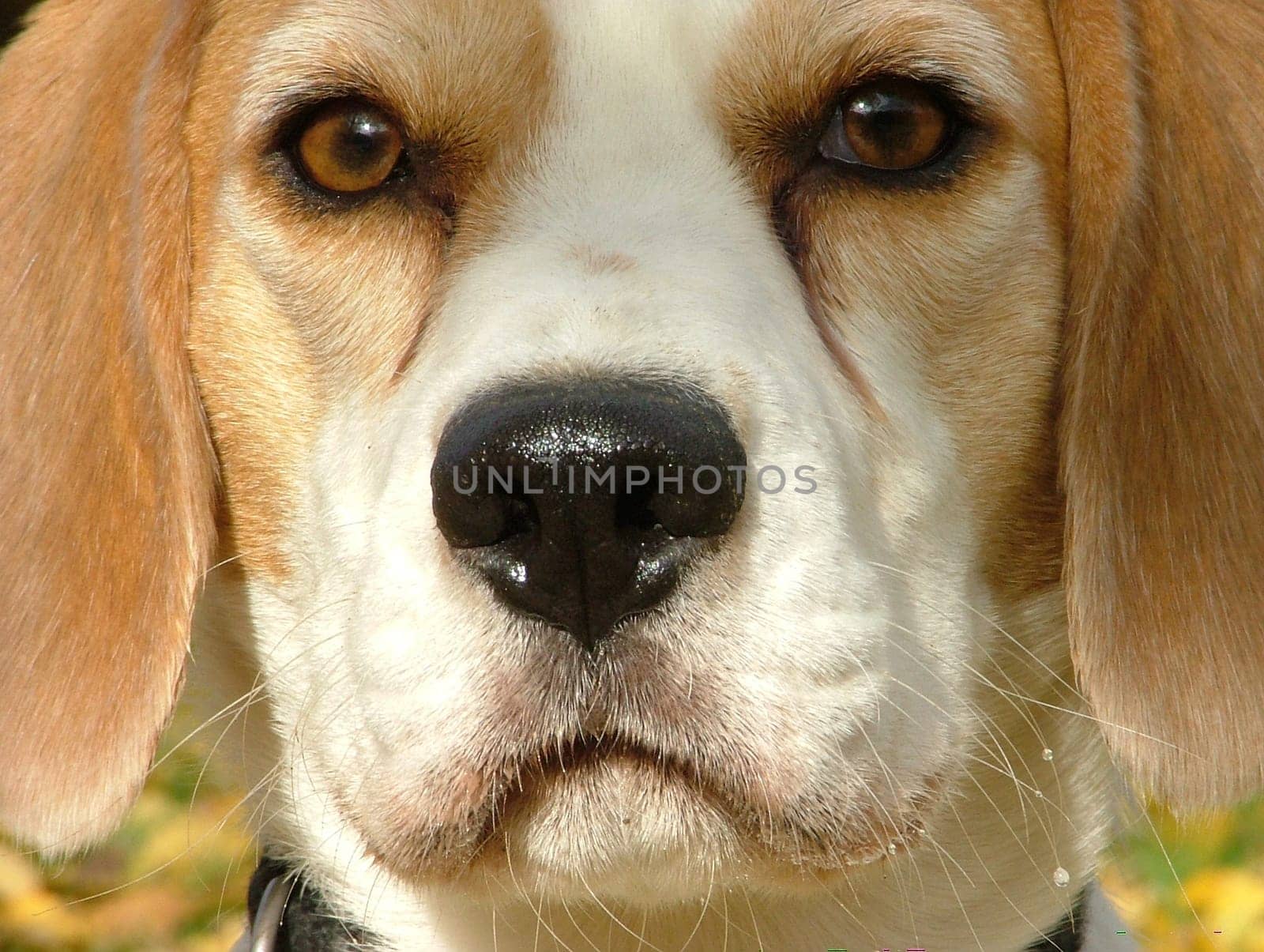 Beagle