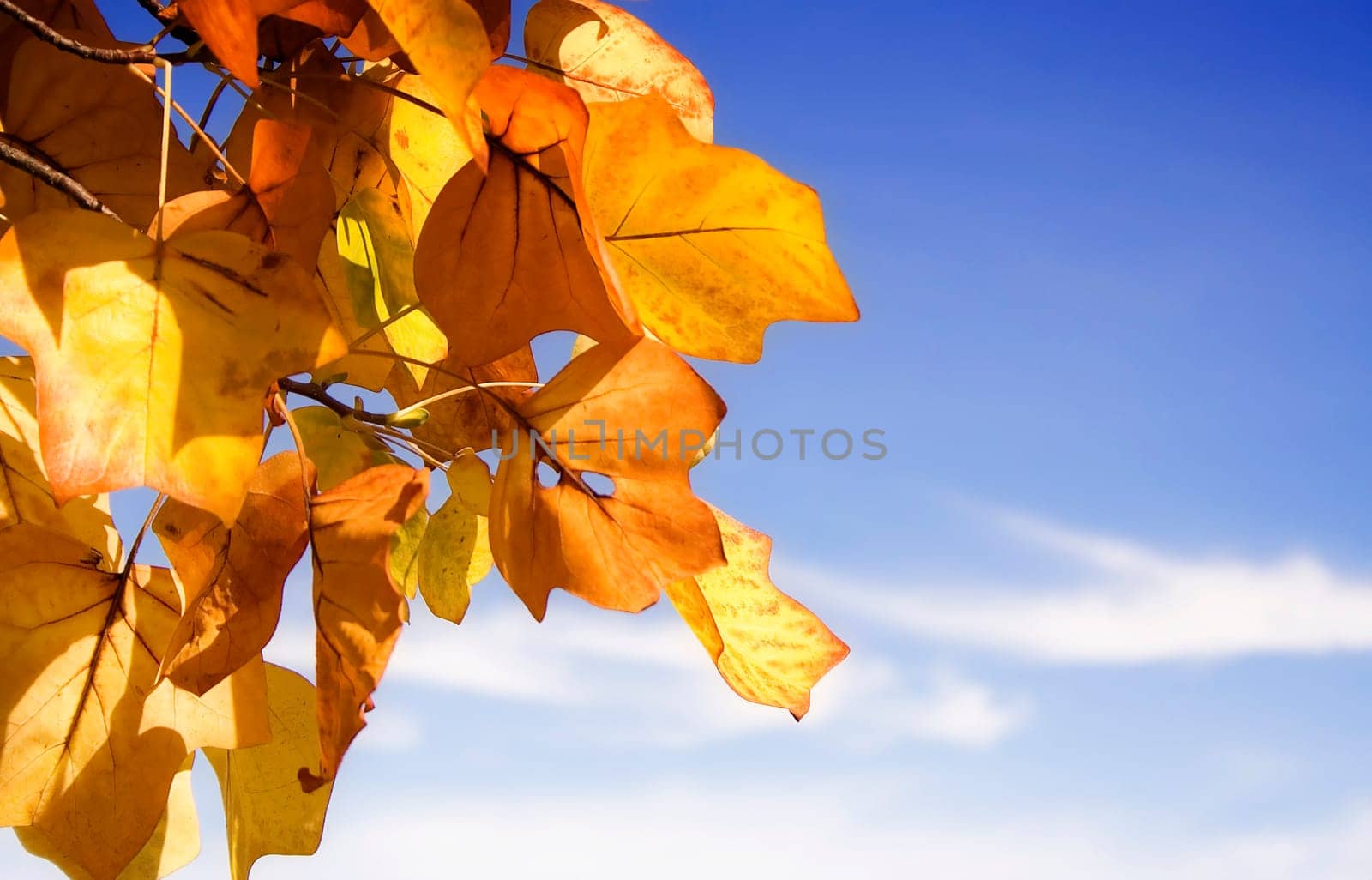 Autumn foliage IV