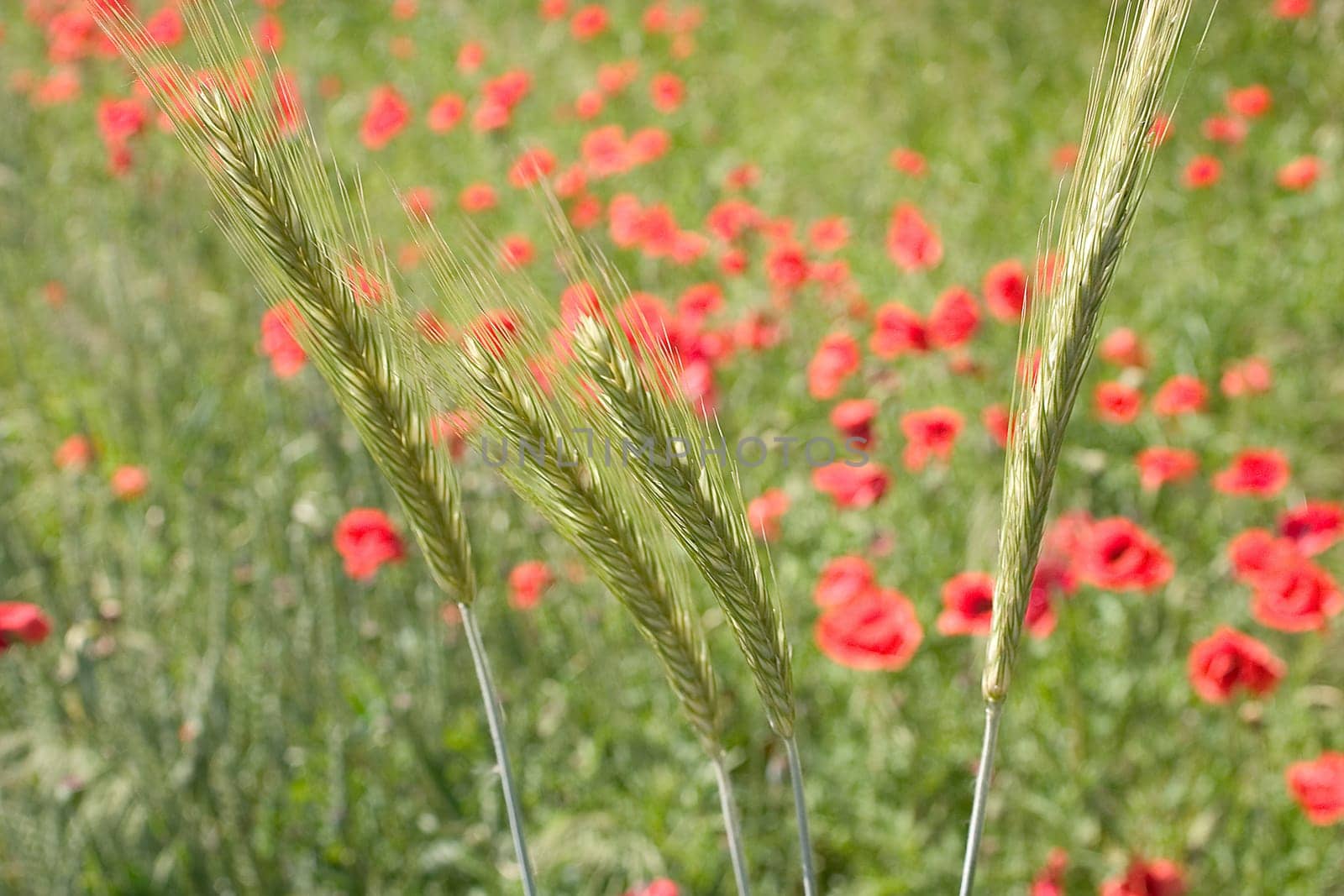 Weizenfeld 01