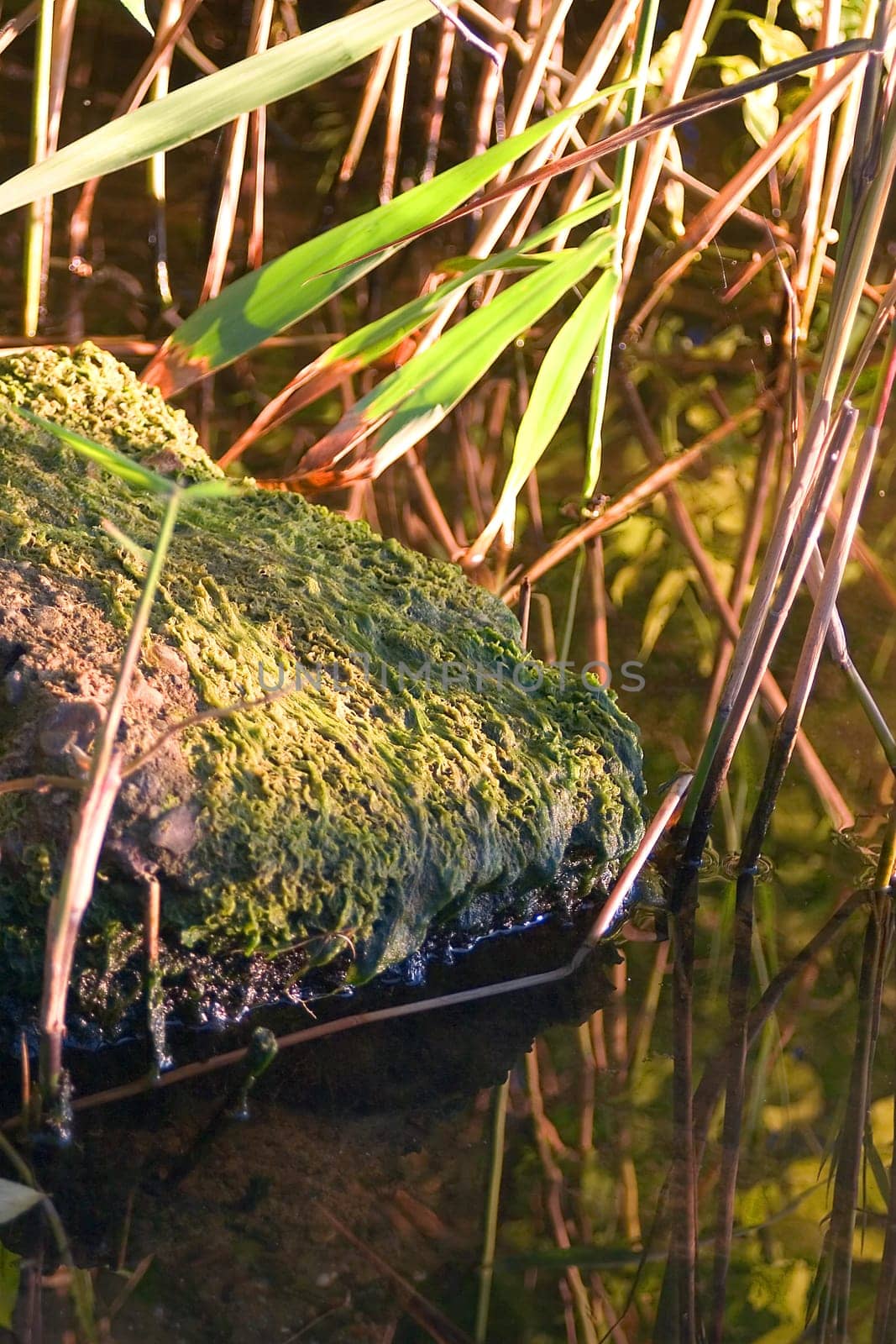 Stone in the water