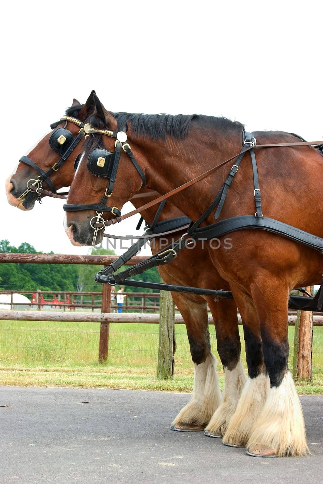 Heavy Horses 02
