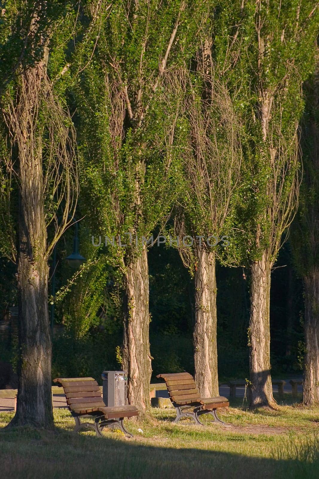 Poplars