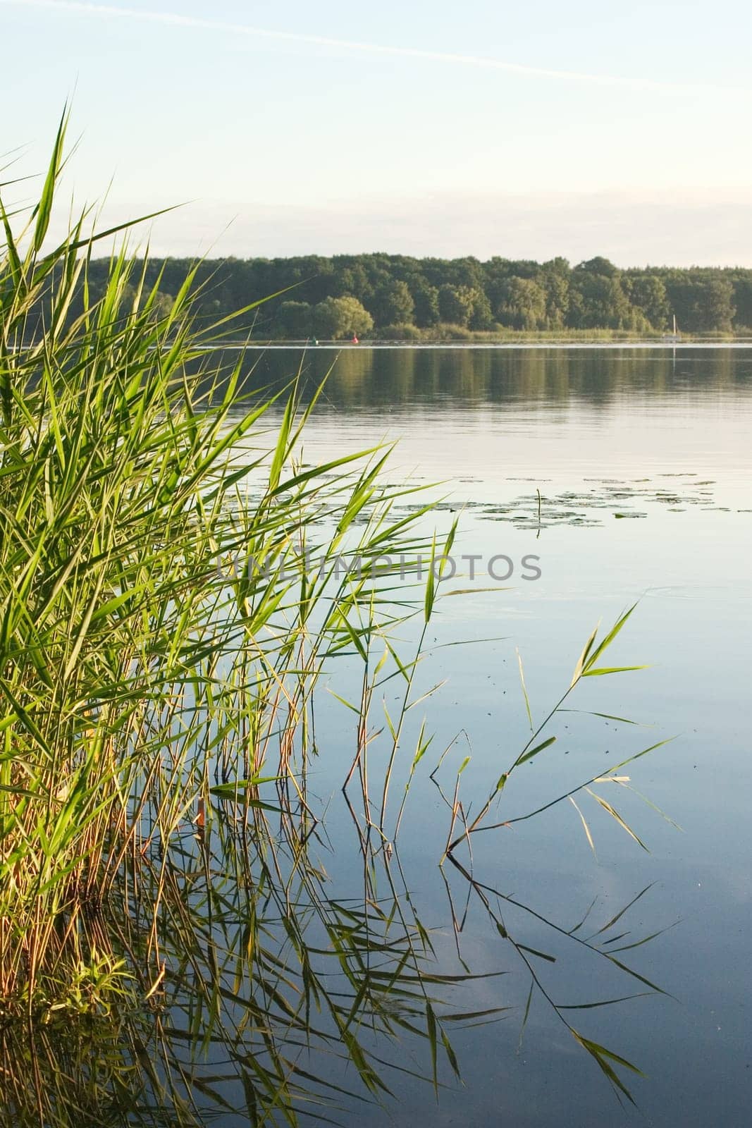 Reed