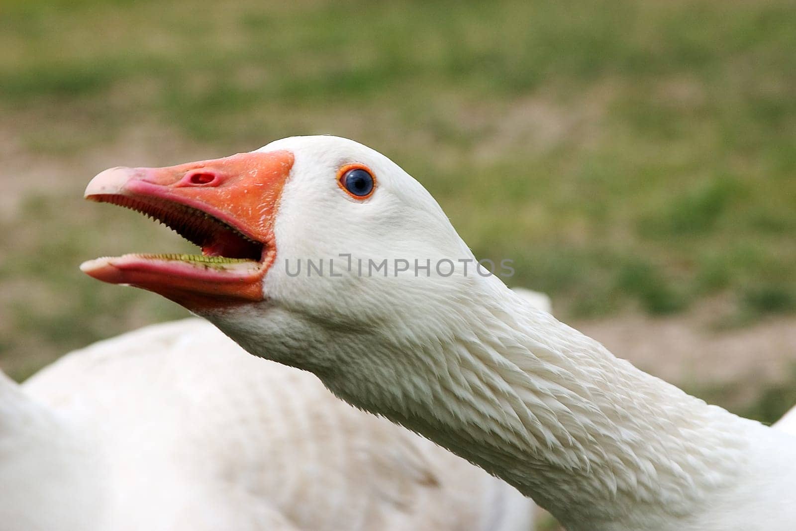 Goose alarm