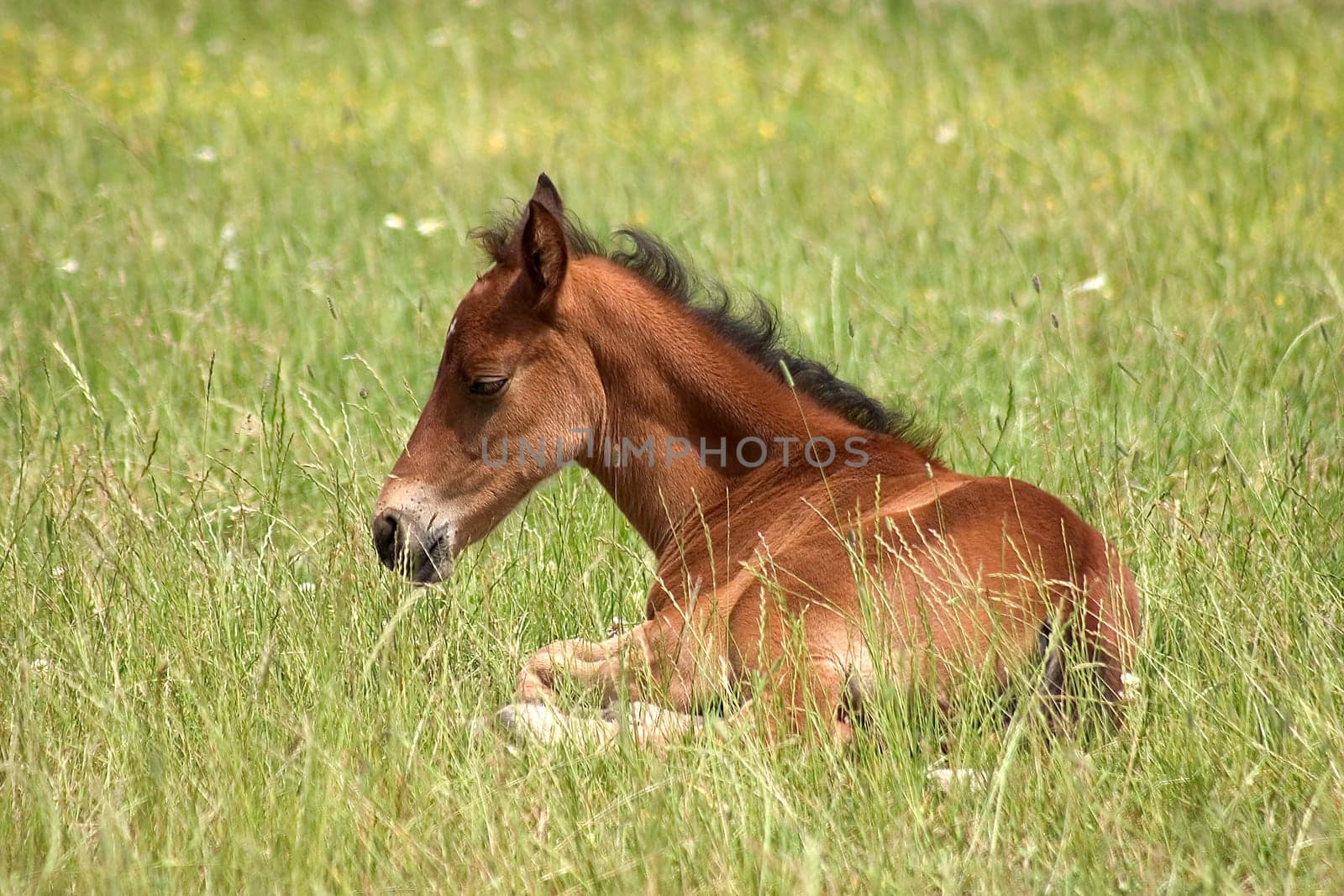 Foal