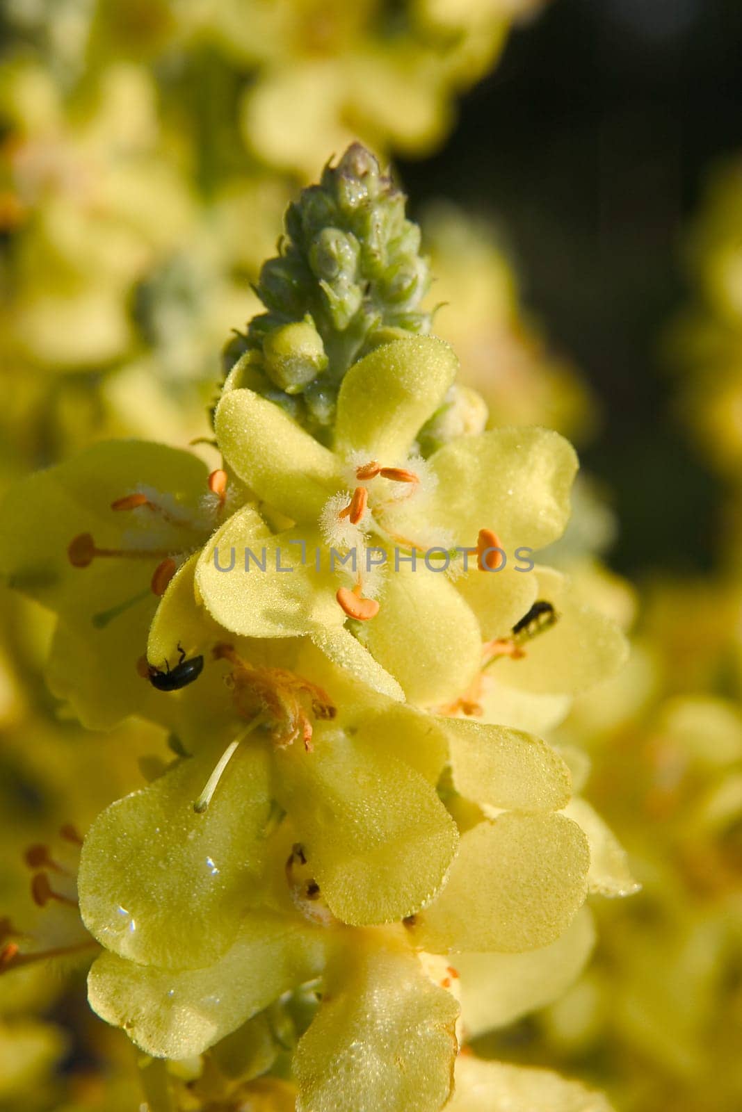 Field Flower 01