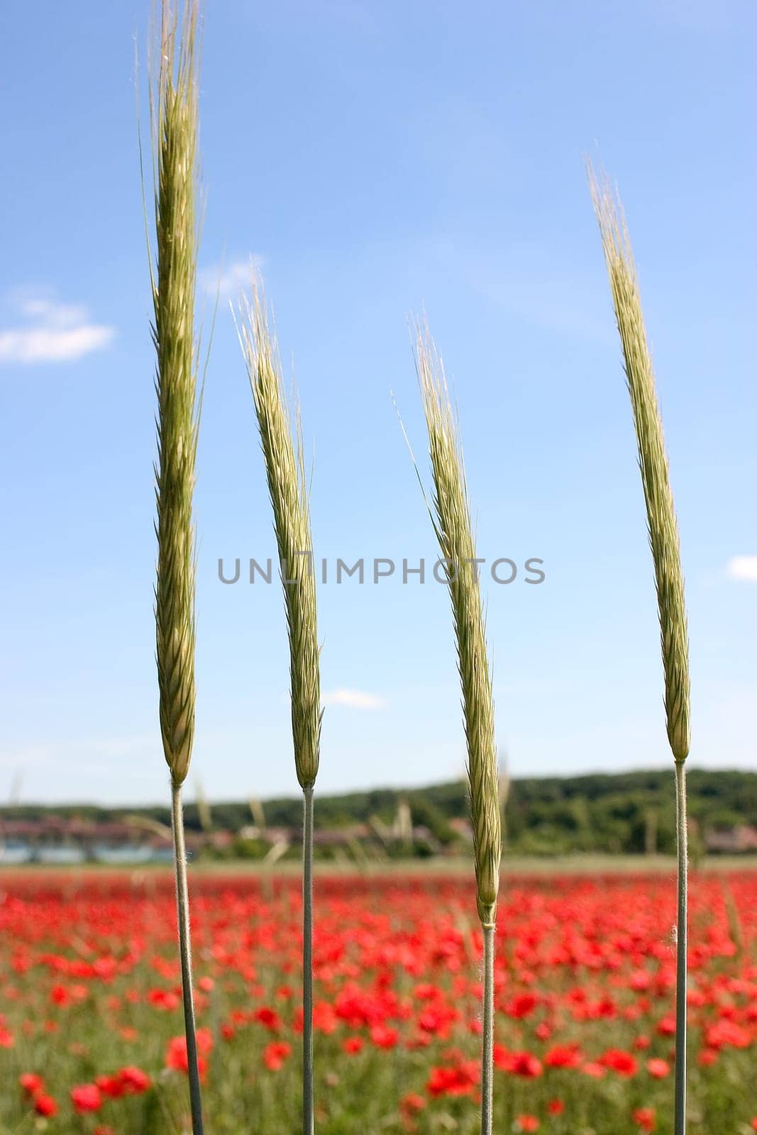 Weizenfeld 03