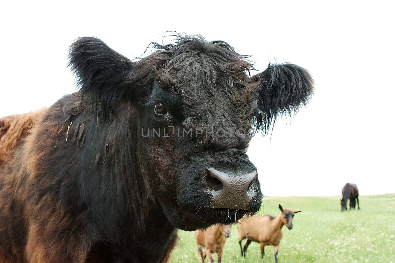Ox