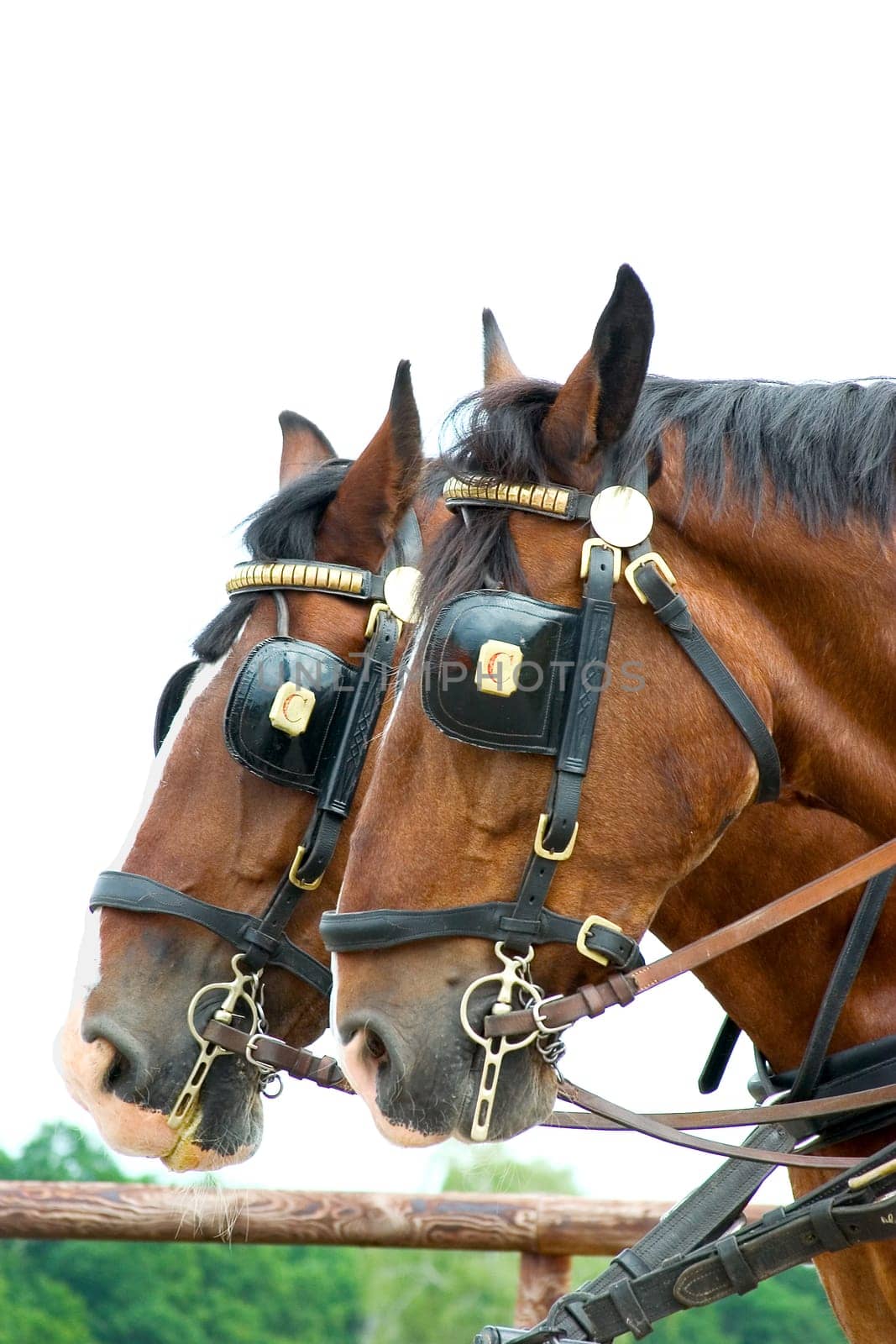 Heavy Horses 01