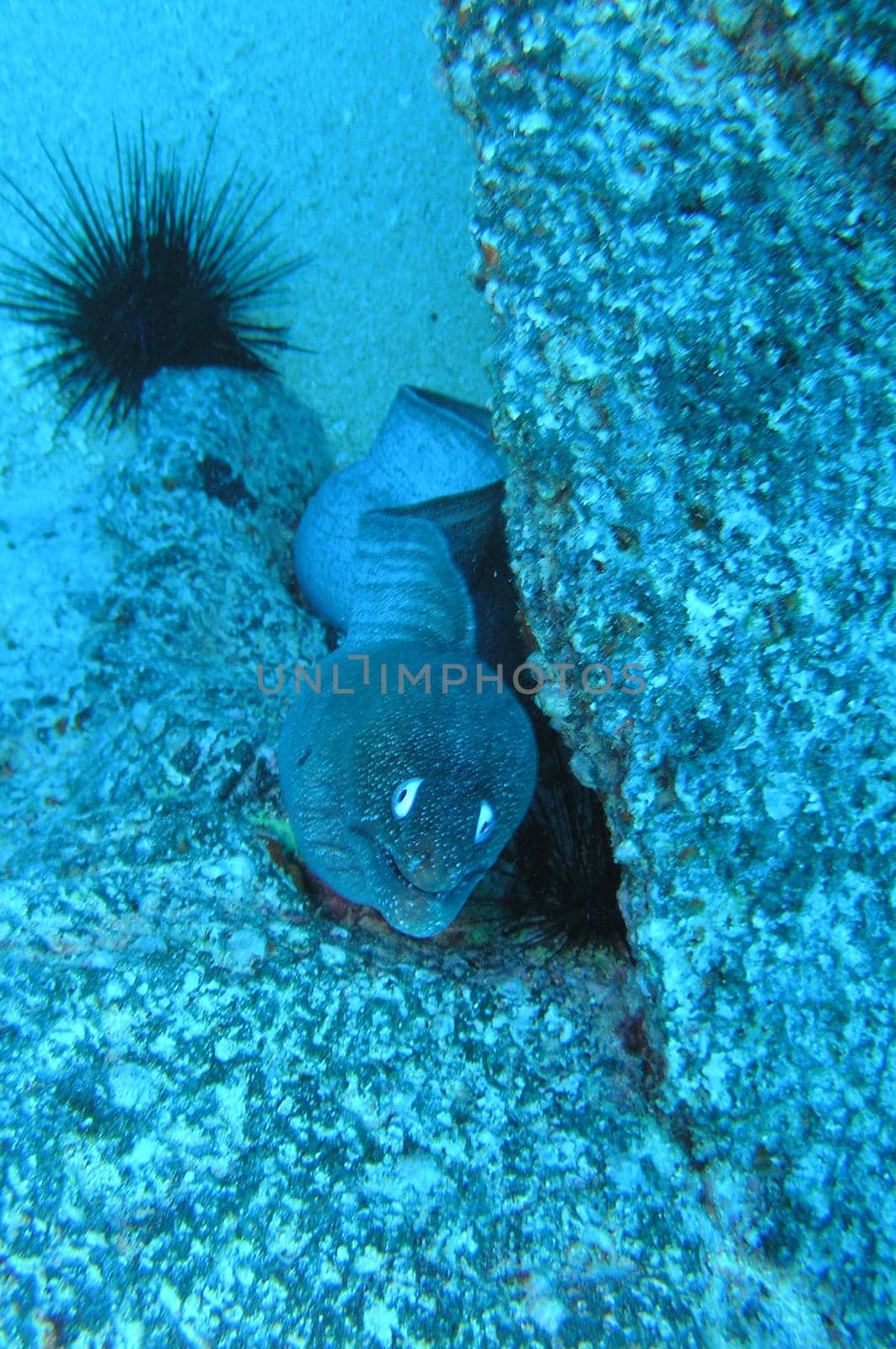 Moray eel floating freely on the stone