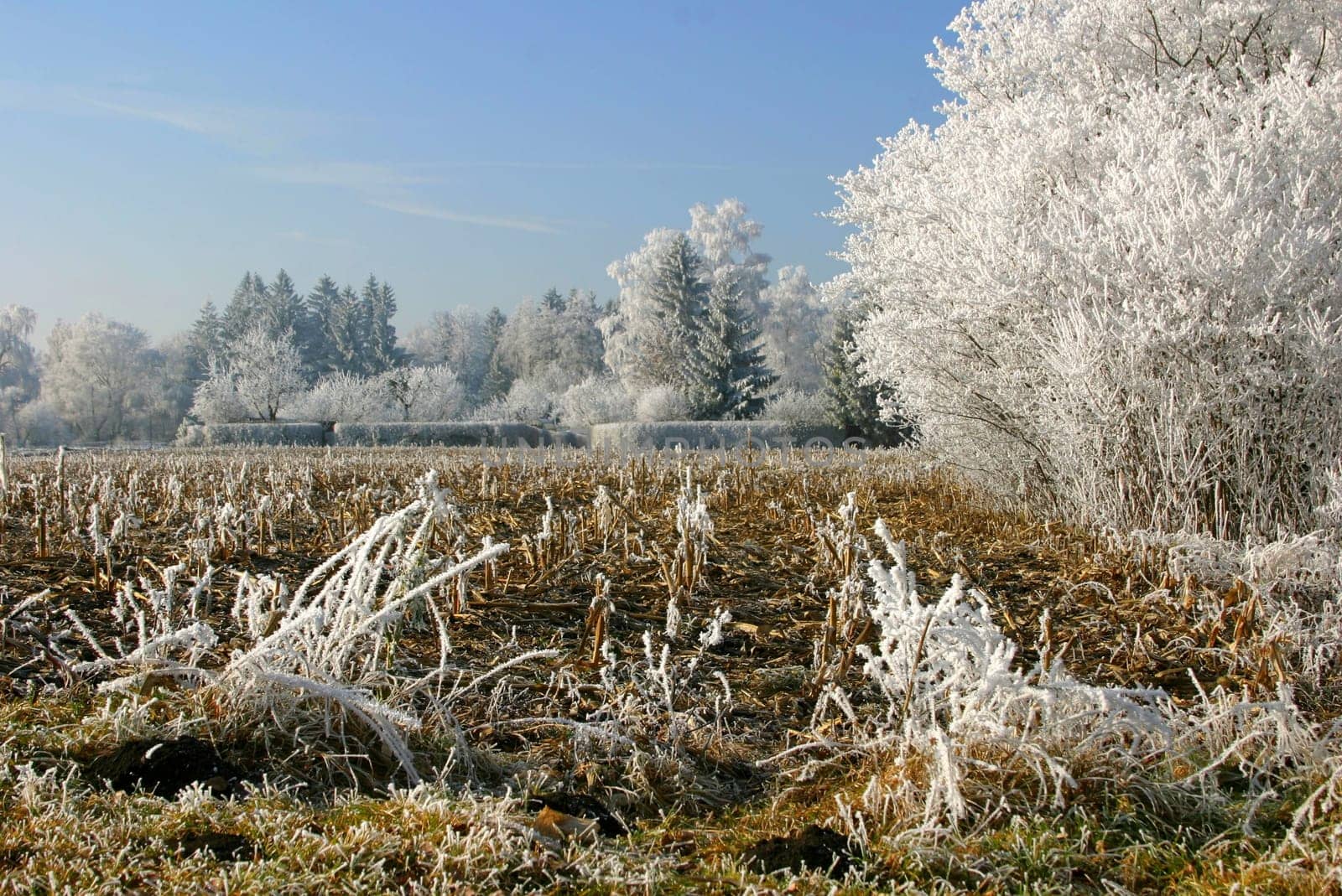 Winter idyll