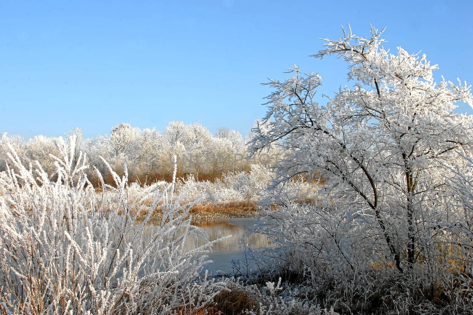 Winter pond