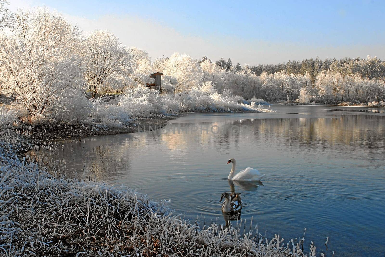 Winter pond with swans