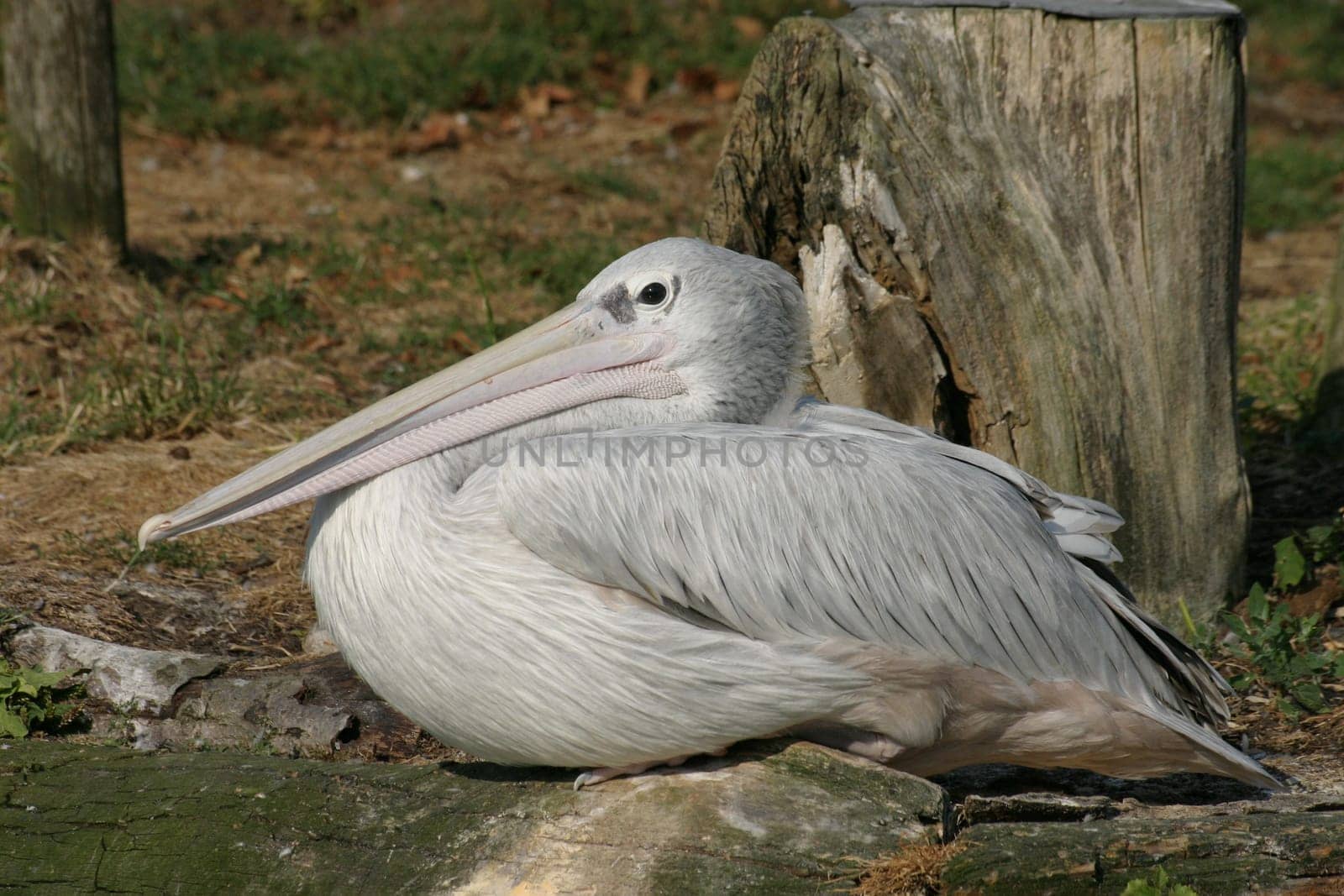 Eastern white pelican