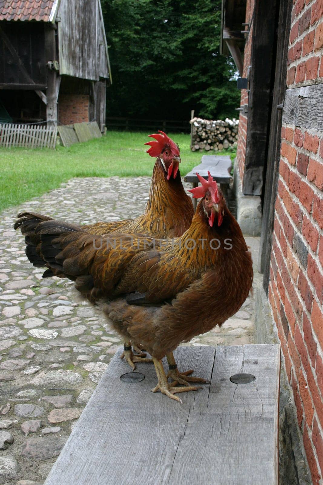 Two roosters on a wooden bench in front of a farmhouse