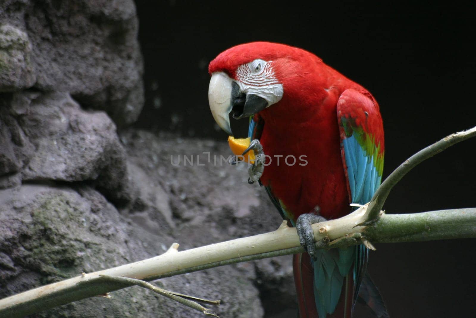 Parrot eating a piece of orange