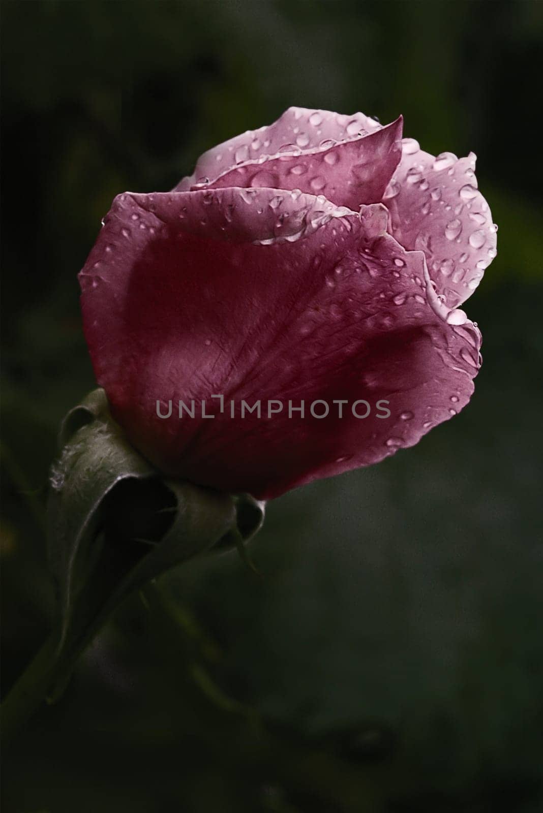 Rosebud,natural