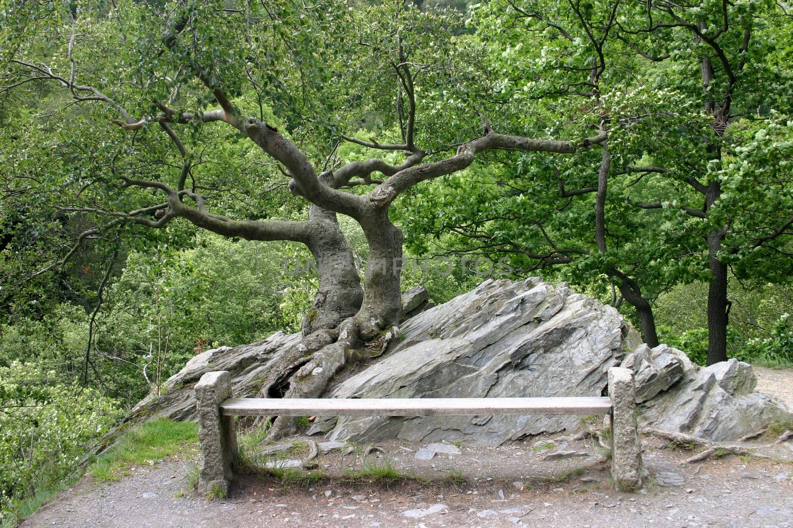 Resting bench on a hiking trail in the Harz National Park