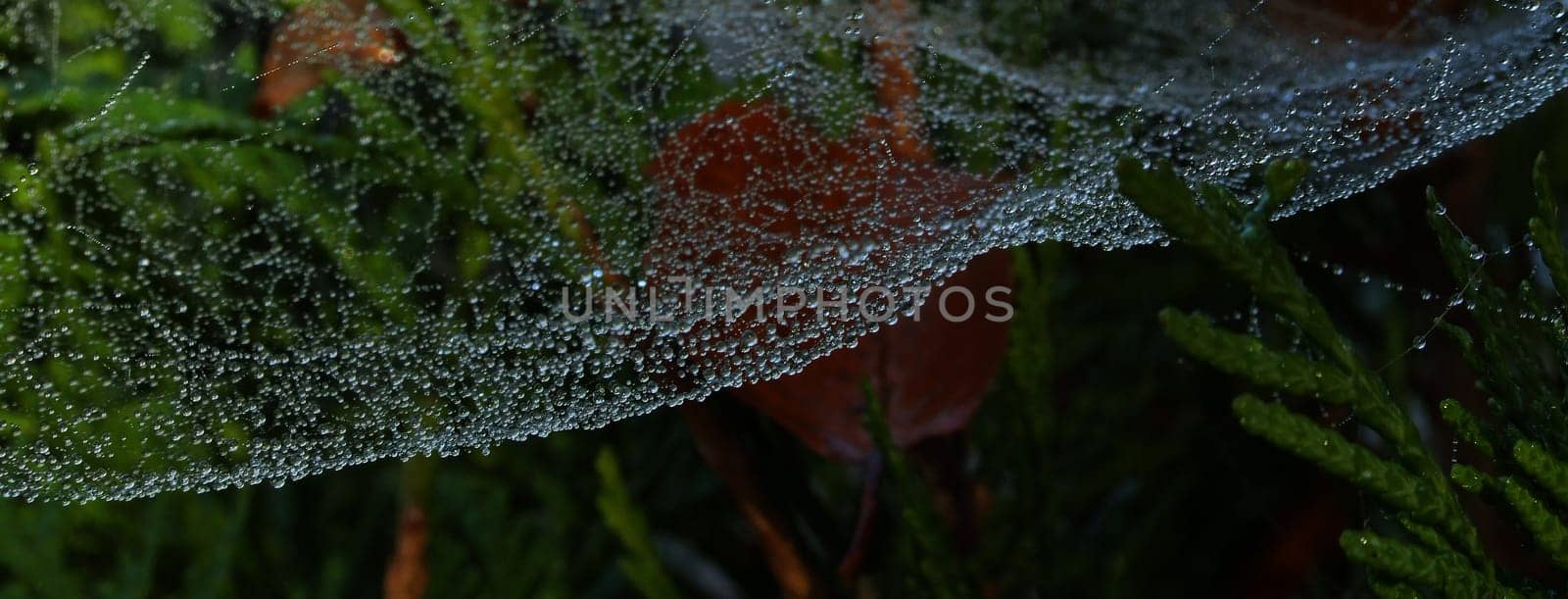 Natural artwork
