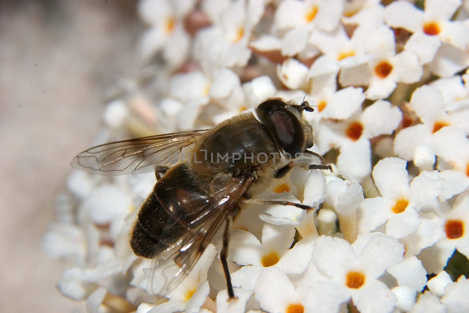 Hoverfly 04