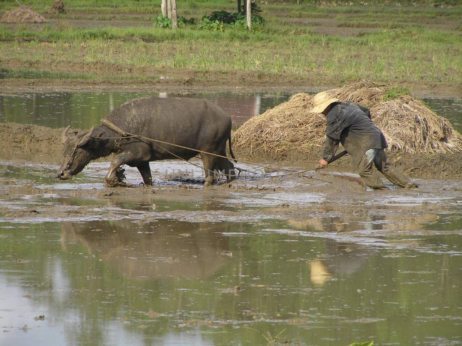 Rice cultivation Cebu/Philippines