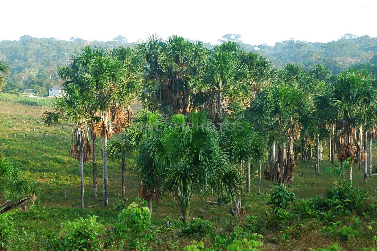 Palm Grove Brazil