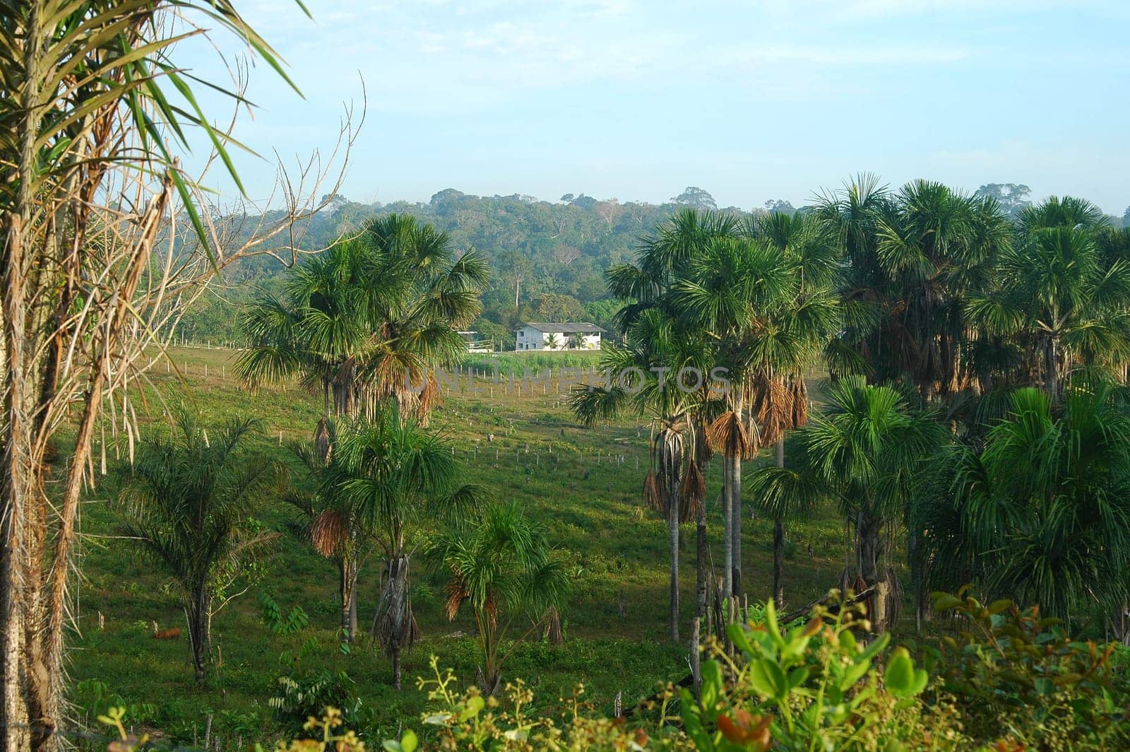 Hacienda Brazil