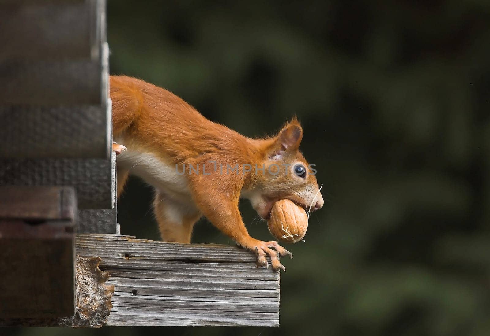 Squirrels foraging