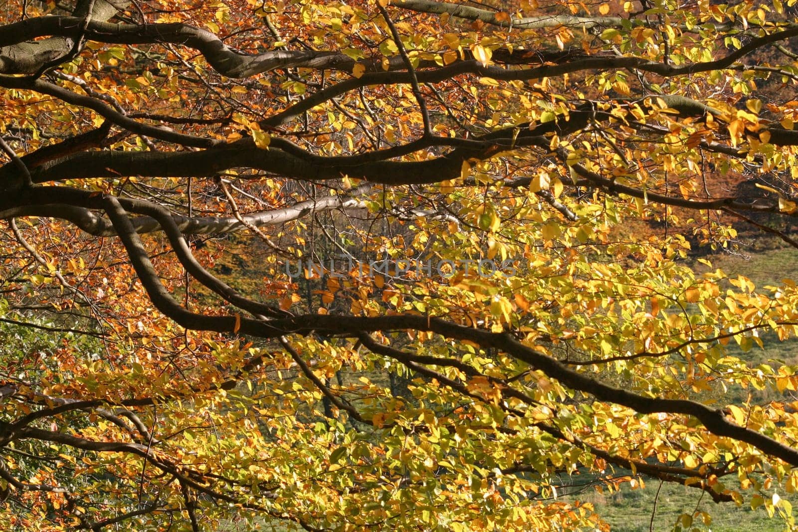 Autumn foliage in backlight