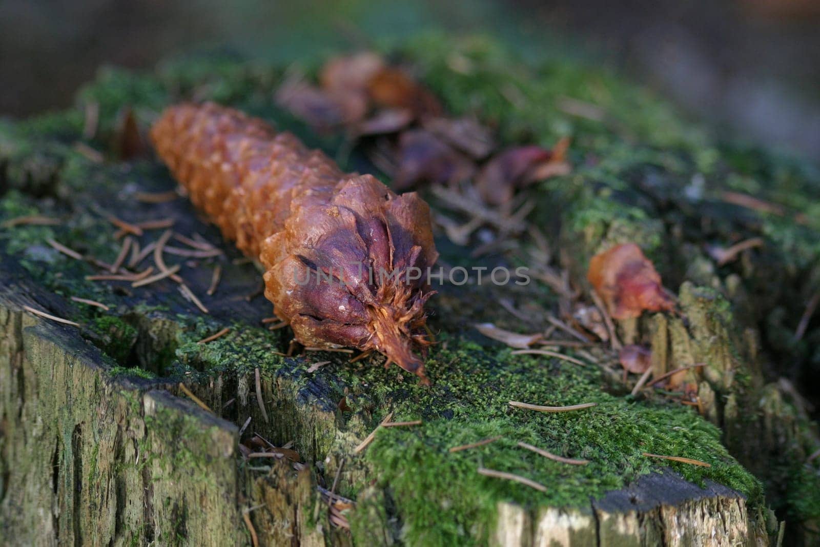 Pine cones on a tree stump