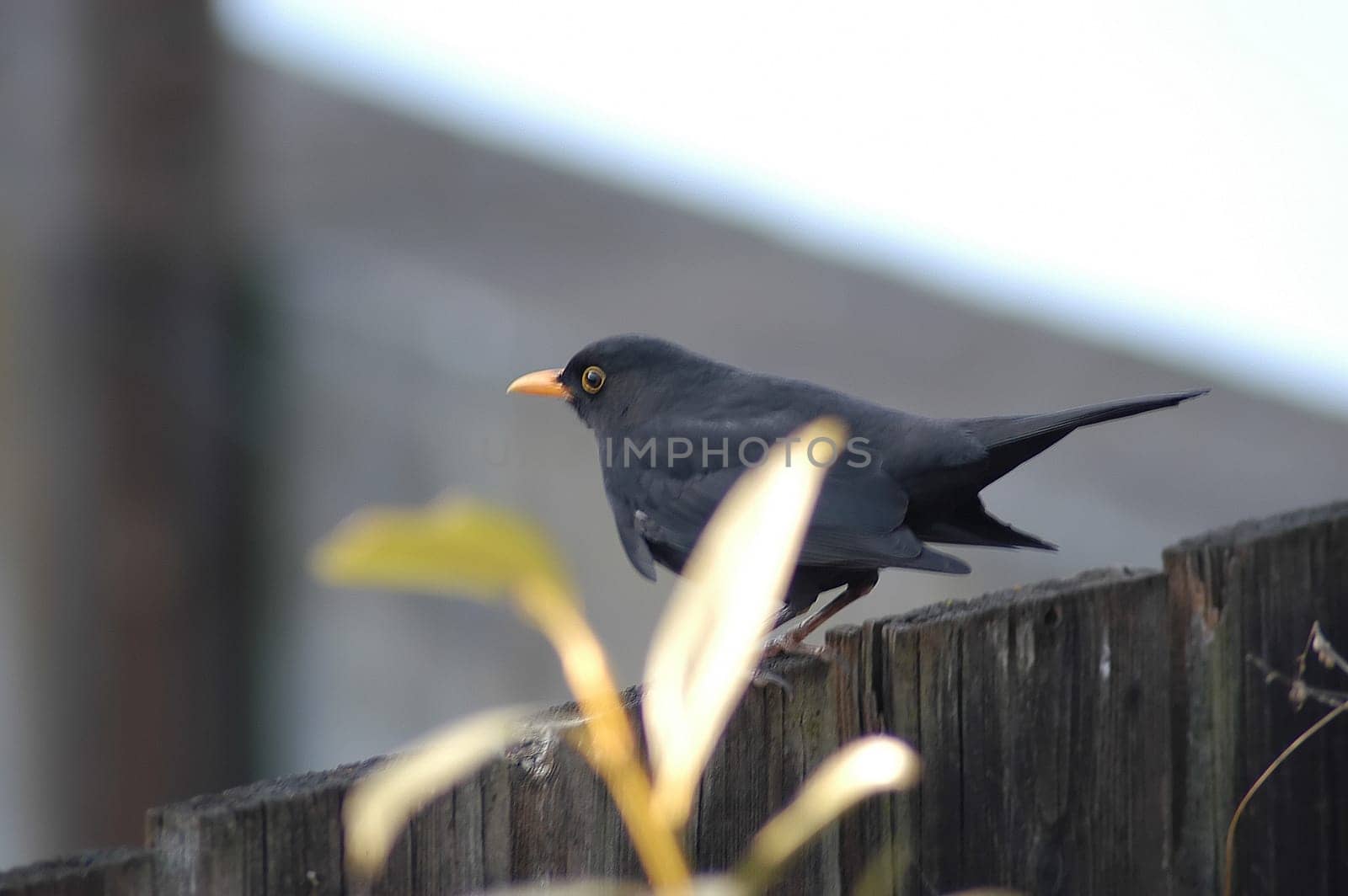 Blackbird