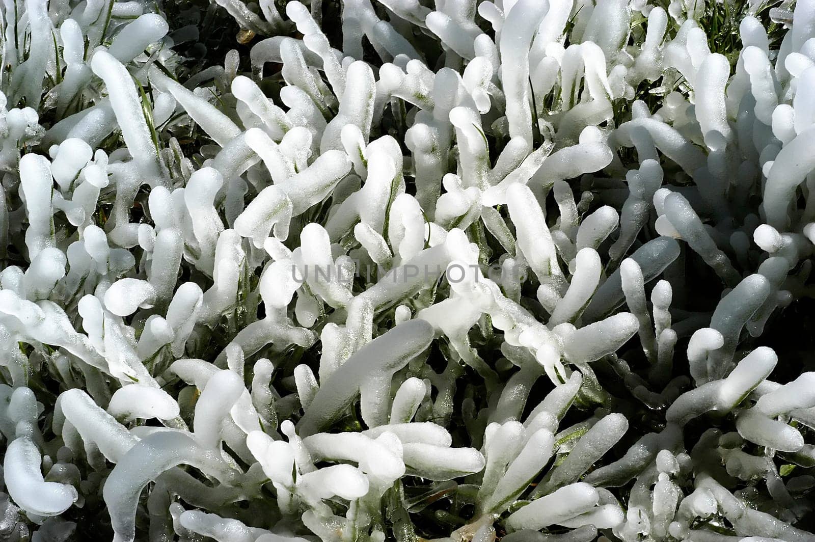 Frost irrigation 5