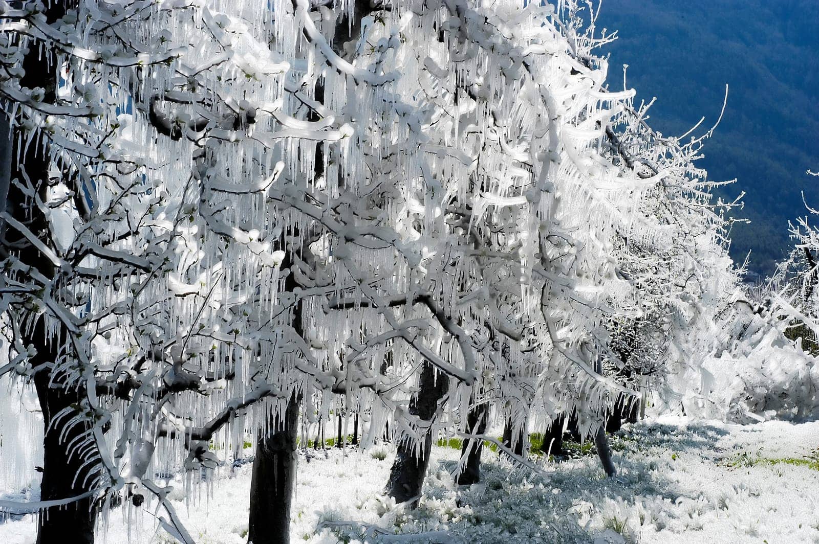 Frost irrigation 2