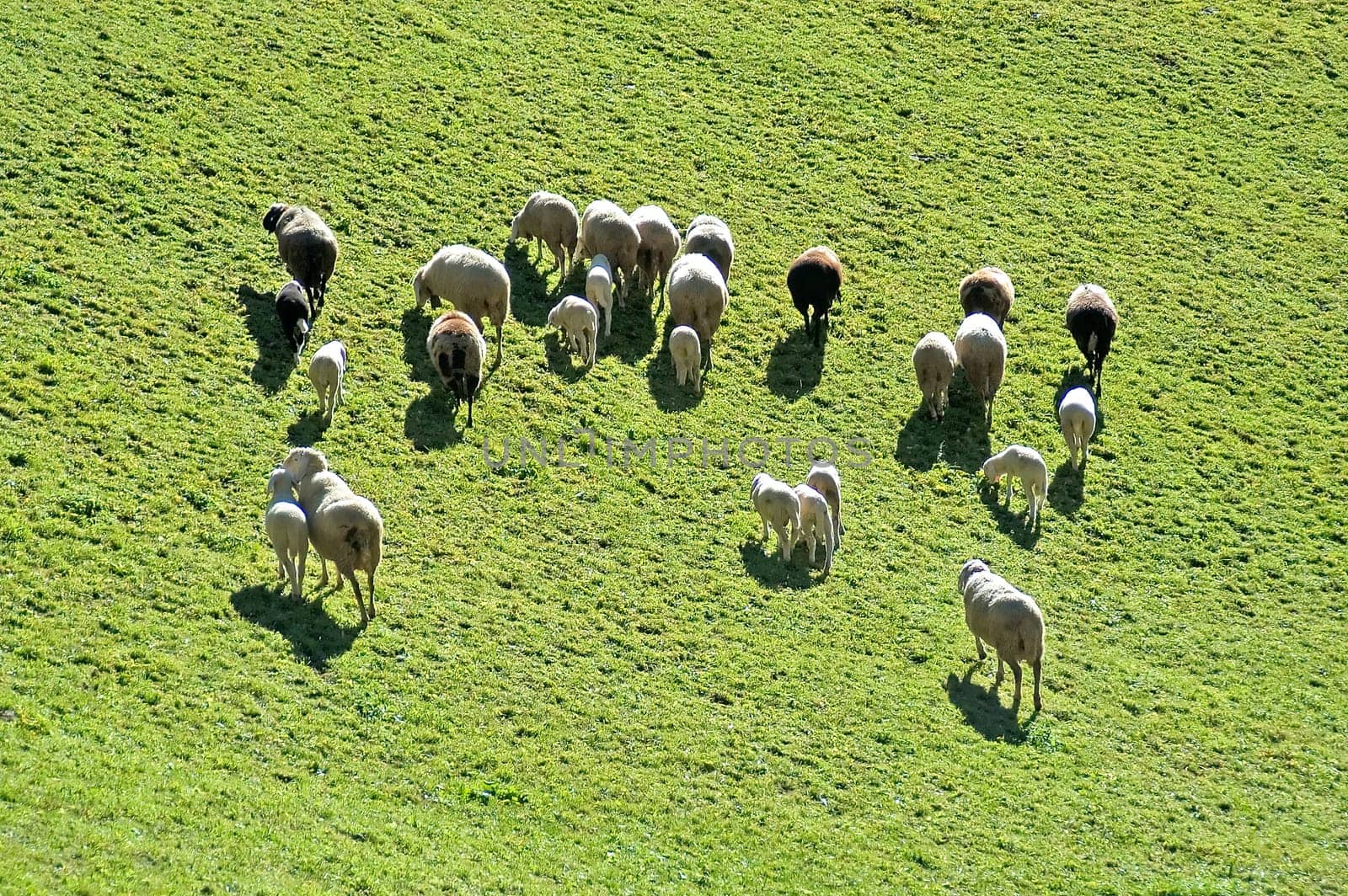 Sheep 1