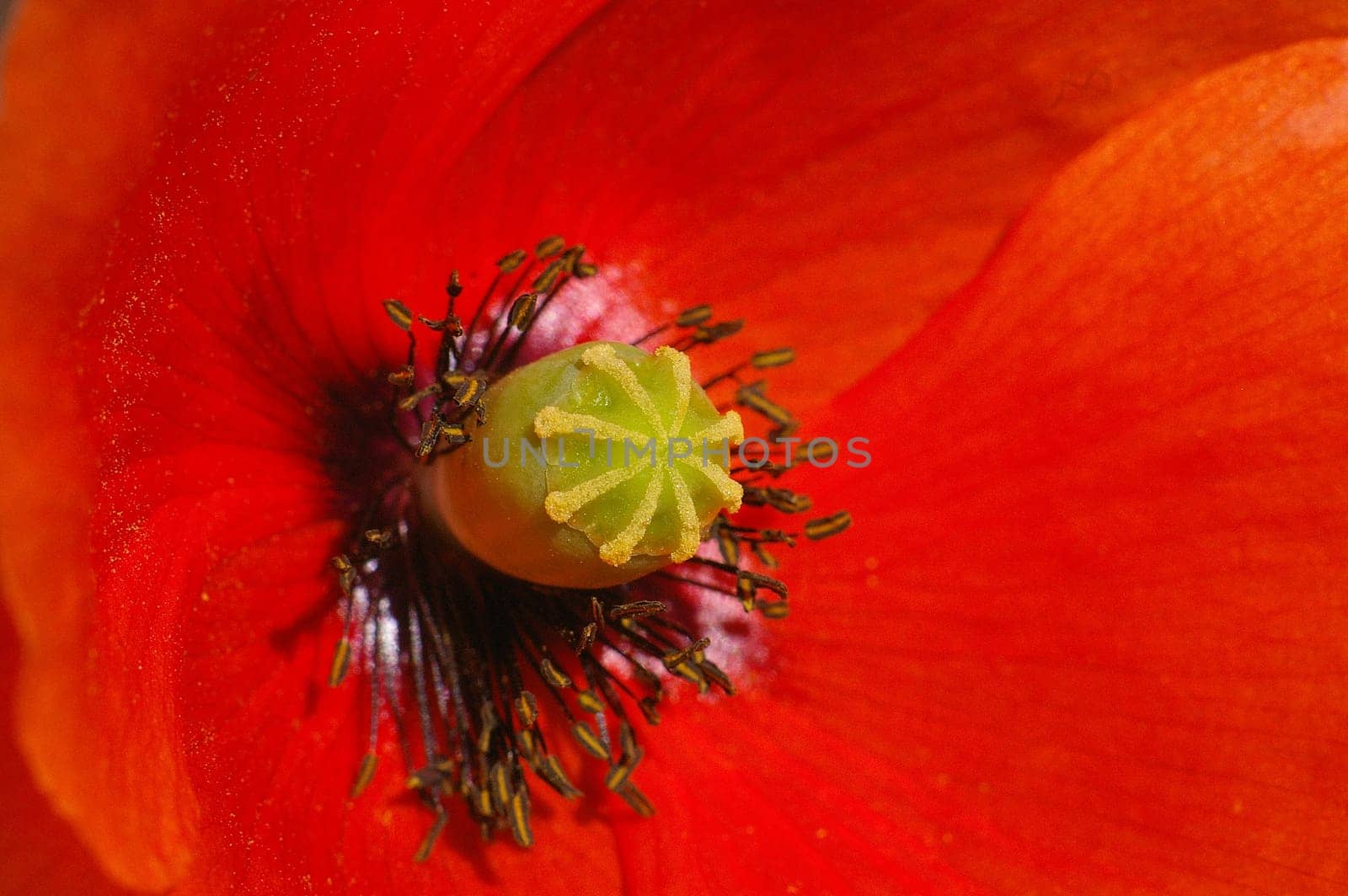 Poppy Macro