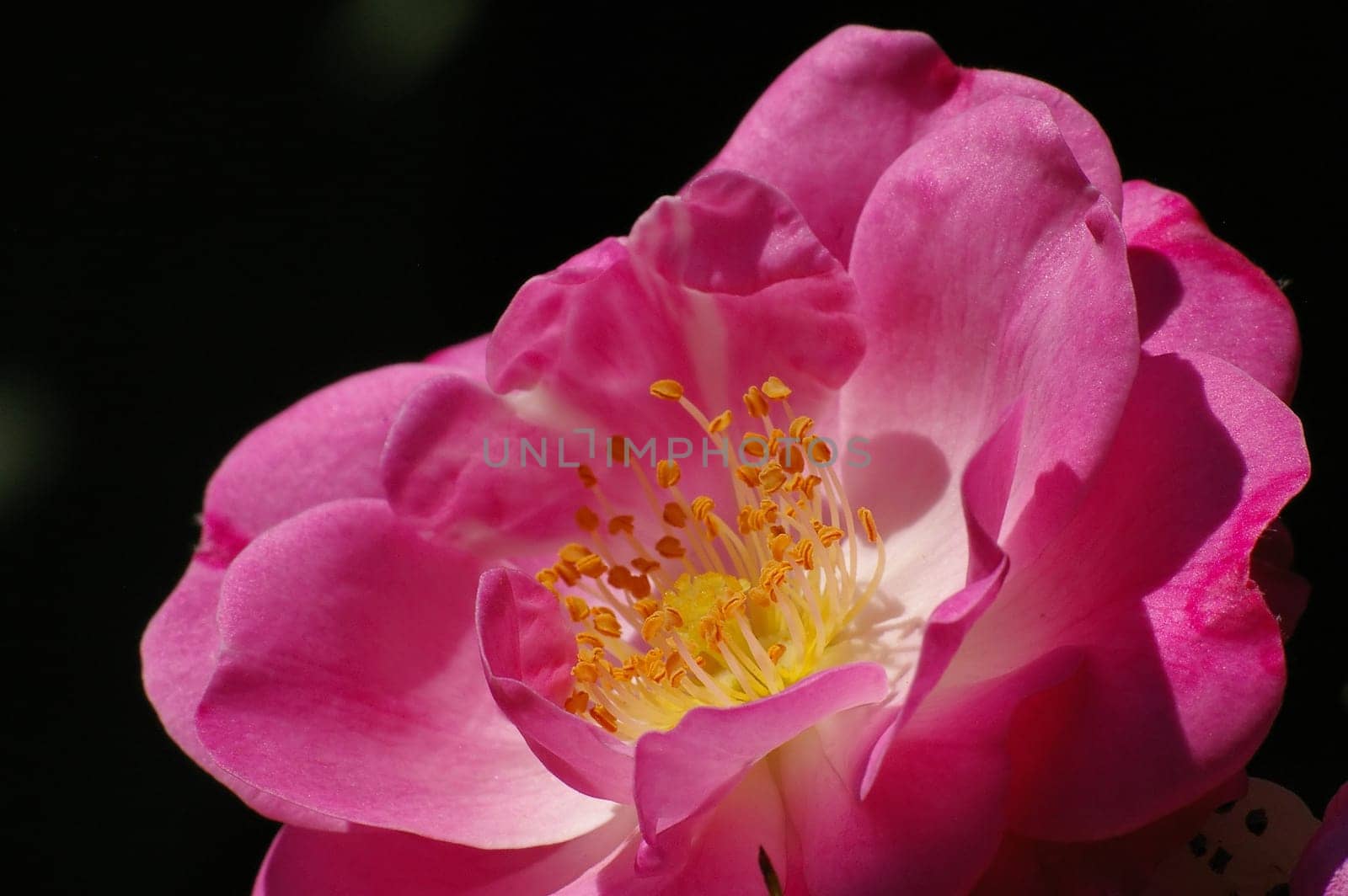Rambler rose