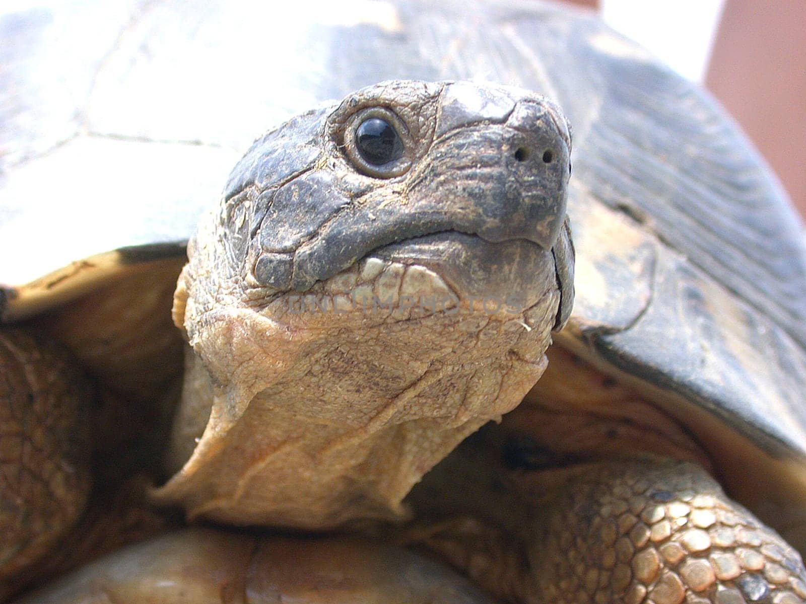 Turtle in Greece
