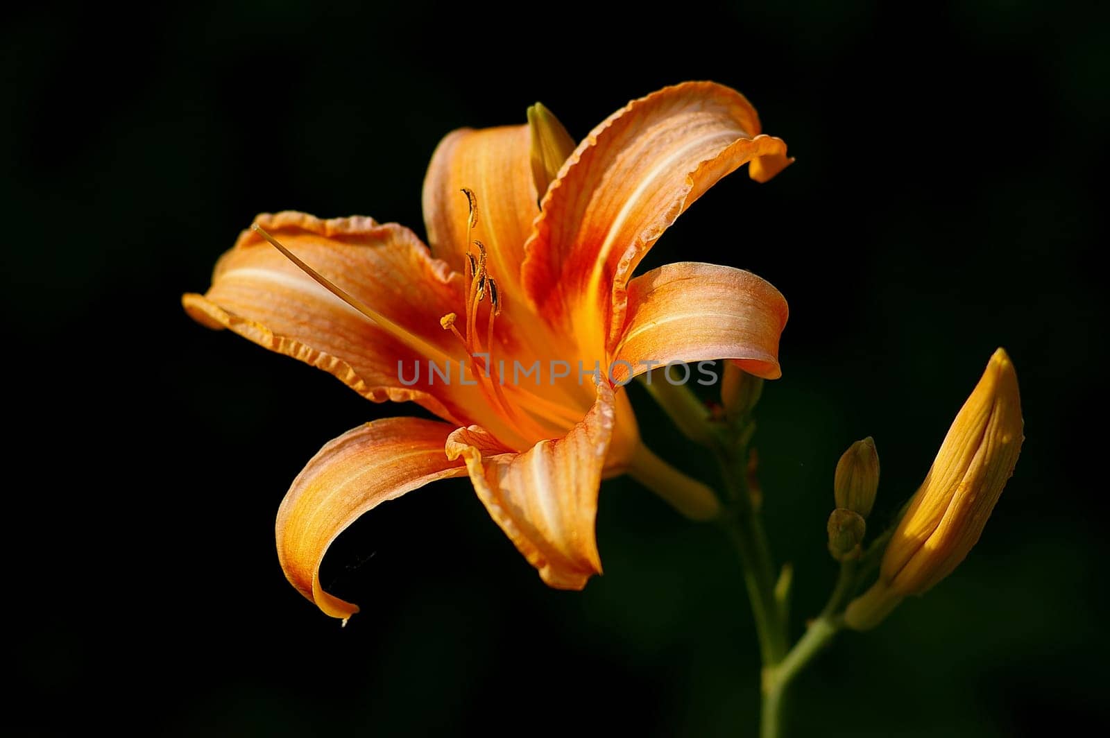 Lily