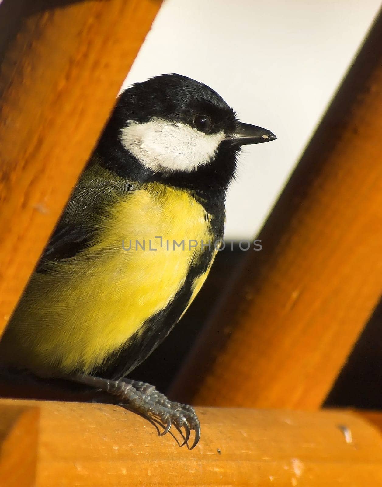 Feeding and sunbathing