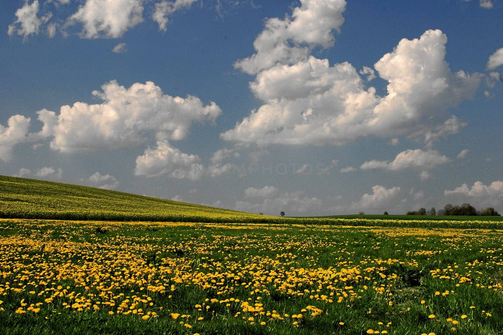 spring meadow