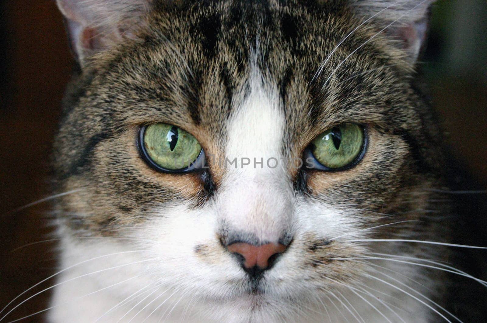 Cat Raoulchen frontal
