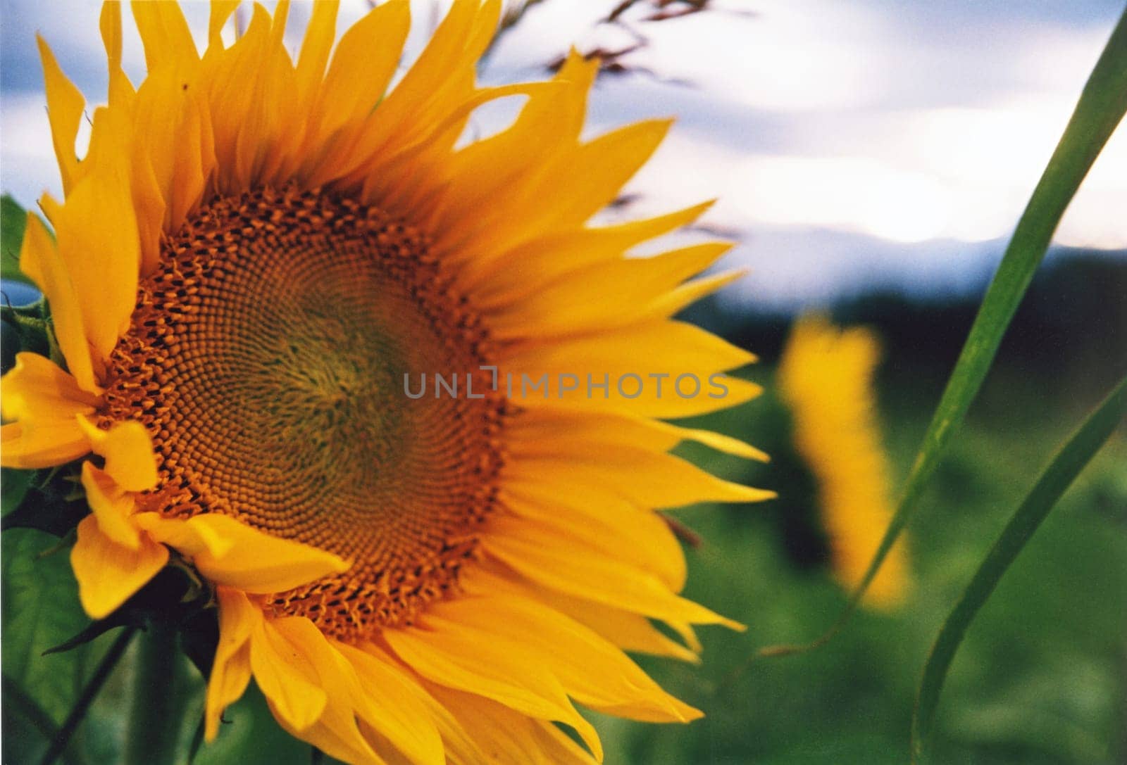 Sunflower